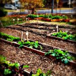 Lipscomb Learning Garden