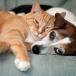 pets_cat_dog