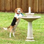 Addie, the beagle