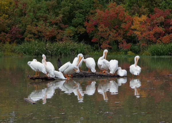 White pelicans at White Rock Lake -- Photos by Kelley Murphy