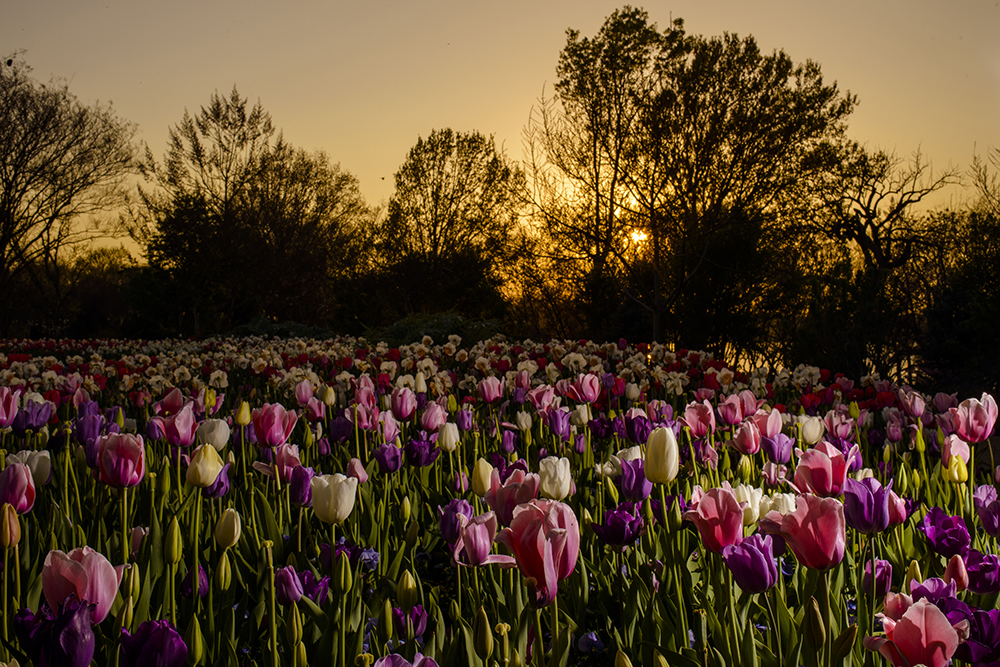 Arboretum Tulips
