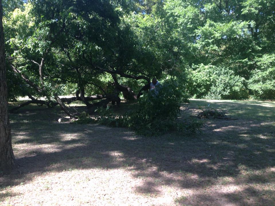 On Aug. 6, two unknown suspects were spotted slicing branches off a public pecan tree near White Rock Lake. (Photo by Lucan Watkins) 