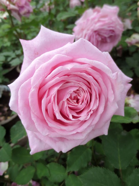 Belinda's Dream rose. (Image courtesy of David Austin Roses)