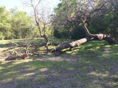 City park department will do what they can to save the badly injured tree. (Photo by Amy Martin)
