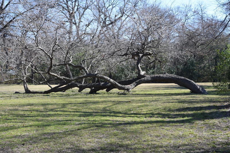 The oddly shaped pecan tree before it was vandalized. (Photo by Velpeau Hawes)