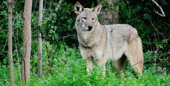 Coyote. Photo by Robert Bunch.