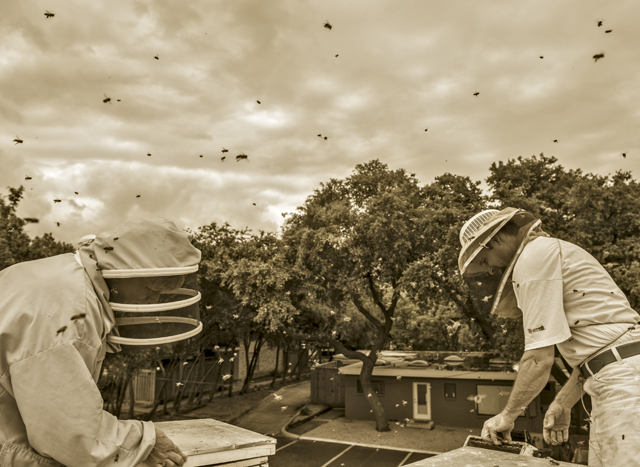 SUMMER SWARM Amid the buzz of new residents, Brandon and Susan Pollard finish installing hives on Corner Market’s rooftop. Photo by Danny Fulgencio