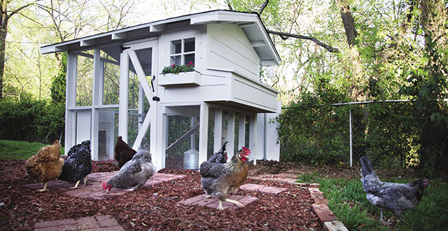 Neighbors Adam and Ursela Auensen built a chicken coop that’s both aesthetically pleasing and hyper secure: Photos by David and Kim Leeson