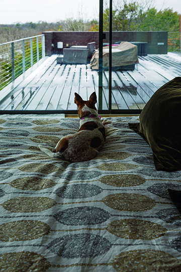 The Zenders’ dog enjoys the view from the upstairs master bedroom. Photo by Jeanine Michna-Bales