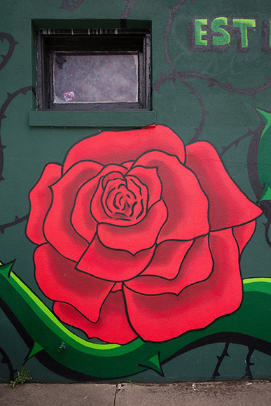 San Francisco Rose (Photo by Rasy Ran)