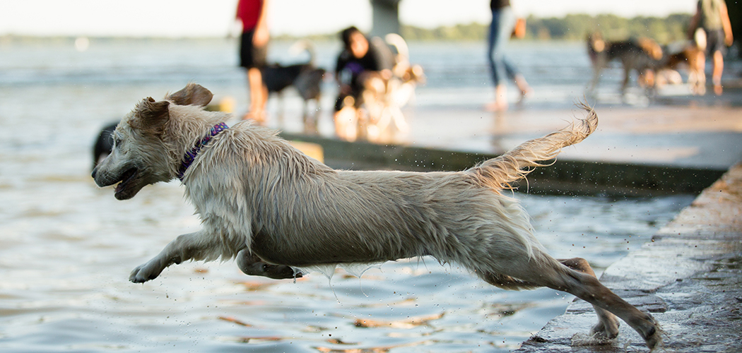 Nala, a 5-month old golden retriever, leaps for a ball at the White Rock Dog Park. (Photo by Rasy Ran)