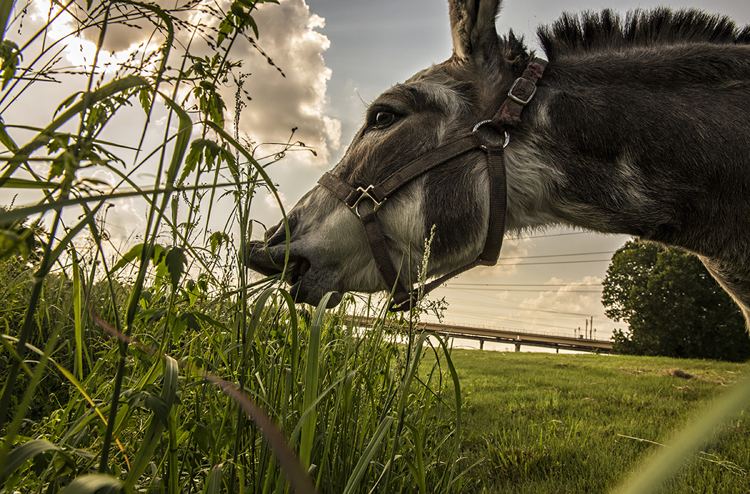 Miniature donkeys on the Santa Fe Trail. Photo by Danny Fulgencio