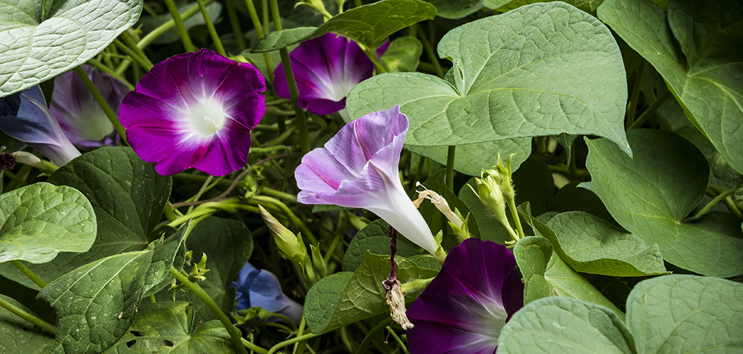 Purple Flowers Dallas County Master Gardeners flowers (Photo by Danny Fulgencio)