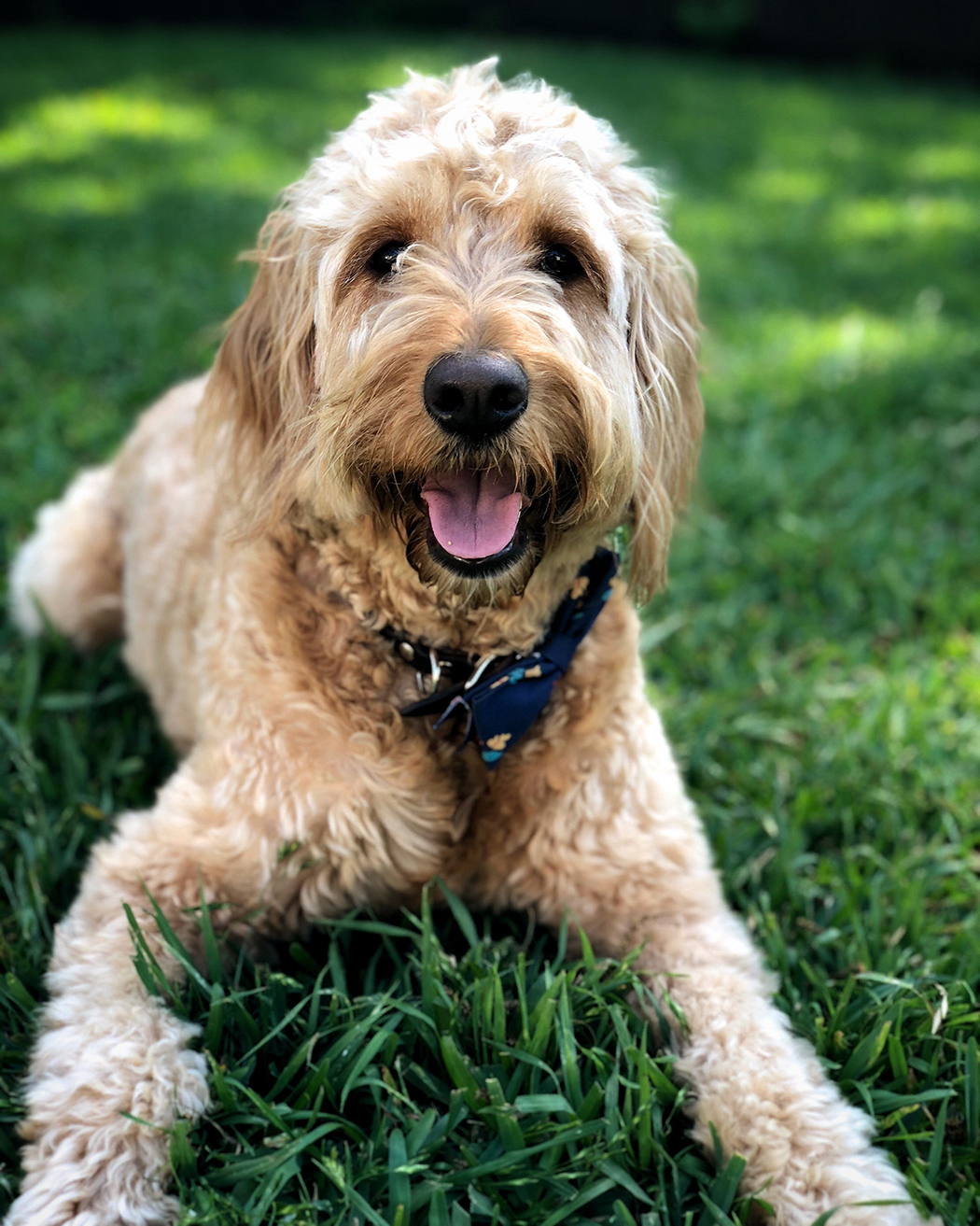 Mambo is a three-year-old Goldendoodle 