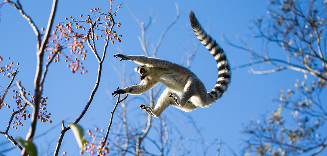 Getty Image Ring-tailed Lemur jumping from branch to branch against blue sky