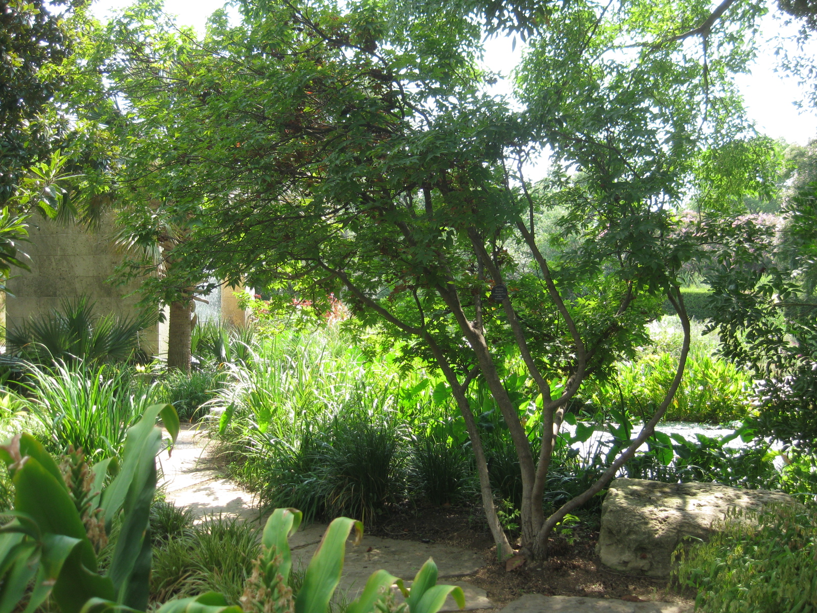 Mexican buckeye tree