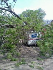 Tree on mailman's truck