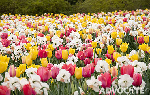 Dallas Blooms at the Dallas Arboretum is the perfect backdrop for the Food and Wine Festival.