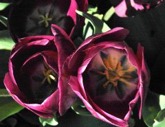 "Tulip (Jumbo Pink)" by Hans J. Schnitzler for "Lass Blumen Sprechen" exhibit