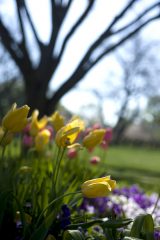 Dallas Blooms, Arboretum