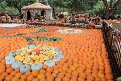 The Dallas Arboretum opened the Pumpkin Village for Autumn at the Arboretum on Sept. 21. Photo by James Coreas 