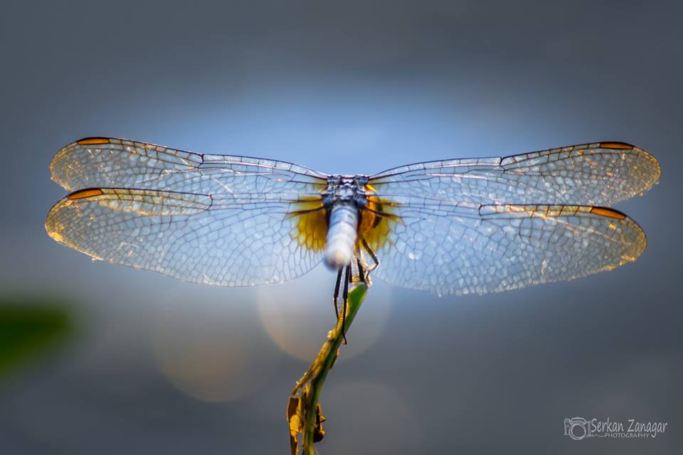 1455866_10152104277581018_1436365881_n