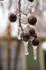 Ice-Storm_022