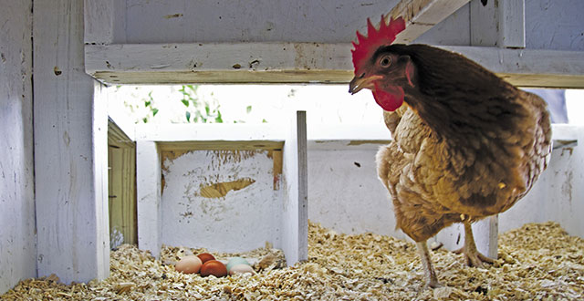The hardest part of raising chickens is keeping them safe from predators: Photos by David and Kim Leeson