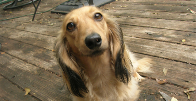 06 ED Pet Paws _ Hazel_opt