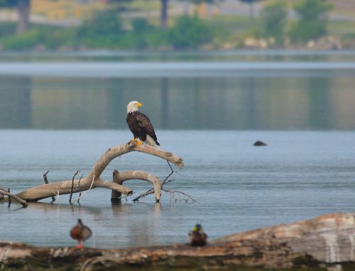 The bald eagles are back in town