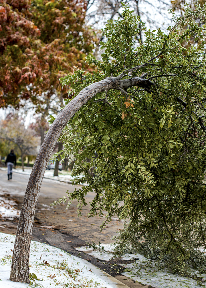 Not a single 2013 MetroPCS Dallas Marathon runner passed this sad little tree on McCommas Blvd.