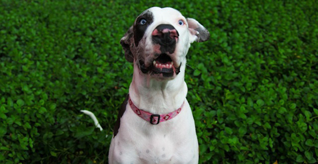 Lucy, a harlequin/merle Great Dane