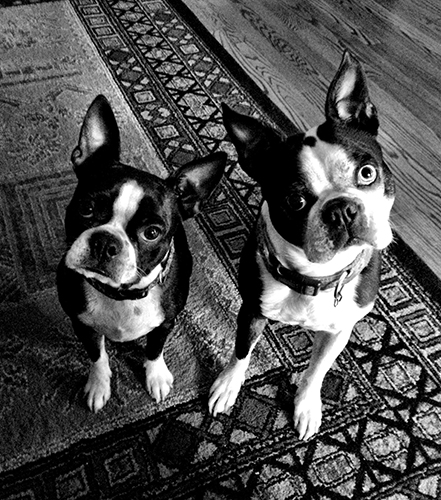 Boston terriers, Bailey and Bonnie