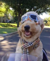 Nelson the Goldendoodle (photo from Instagram)
