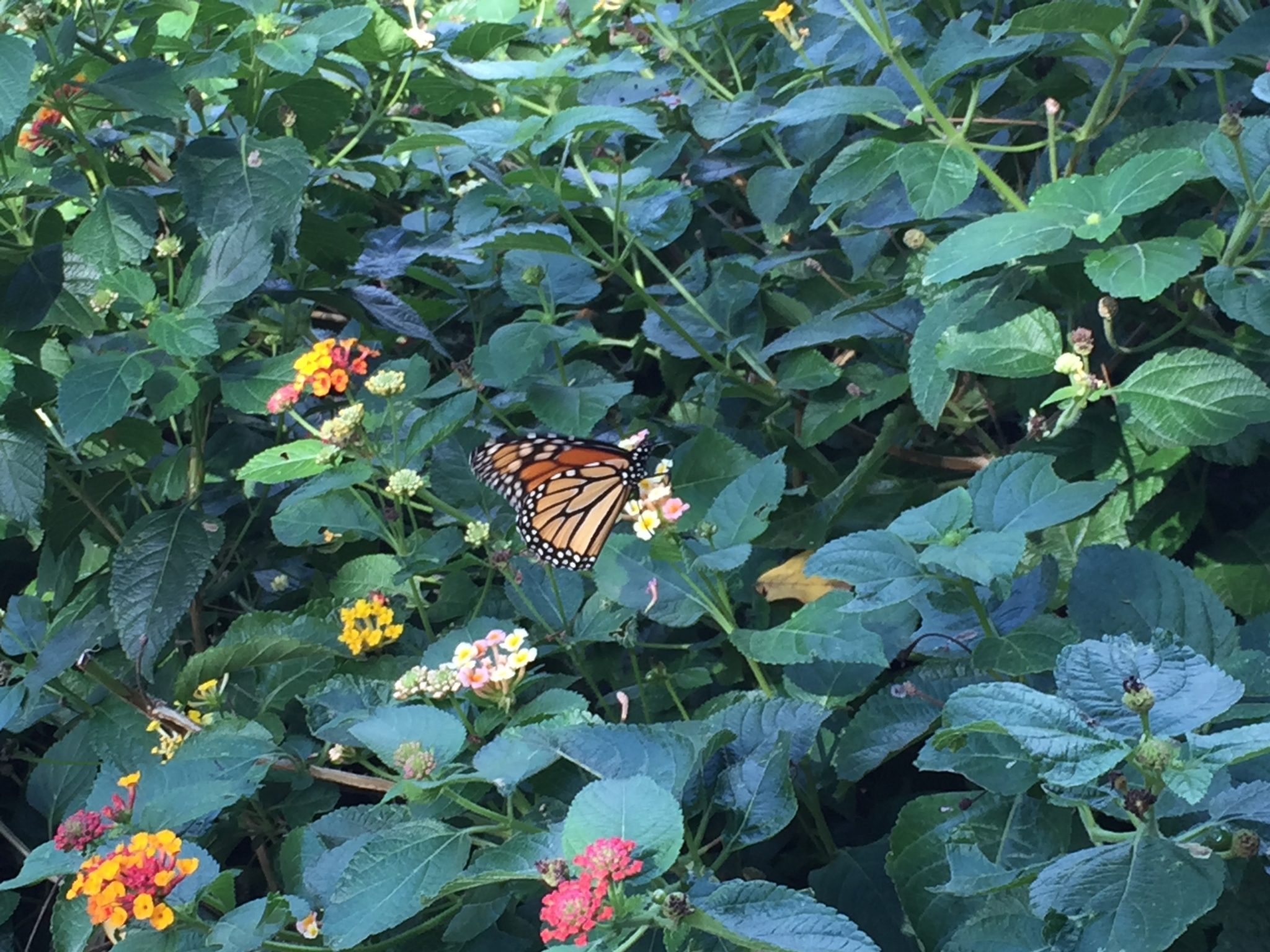 Monarchs at the Dallas Arboretum. Image courtesy of the Dallas Arboretum and Botanical Garden. 