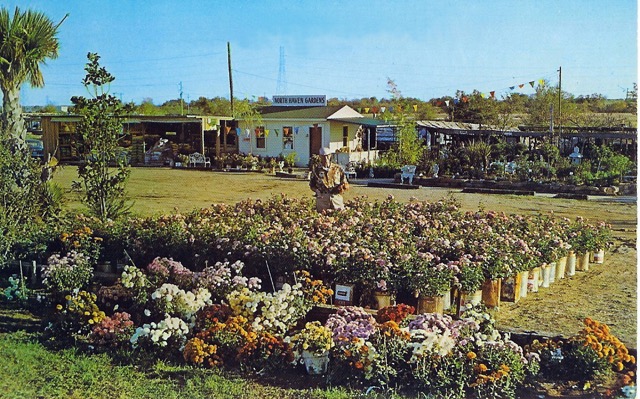 Ira Duncan was North Haven Gardens' original rosarian, pictured here in 1956 after selecting hundreds of blooms in Tyler, Texas, which were potted in old tin cans. (Courtesy of North Haven Gardens)