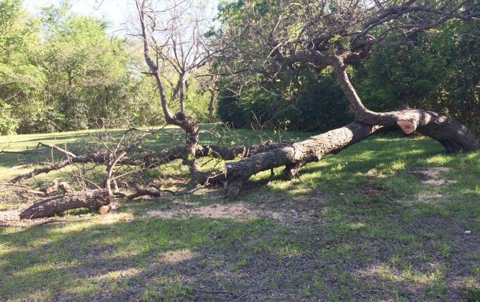 City park department will do what they can to save the badly injured tree. (Photo by Amy Martin)