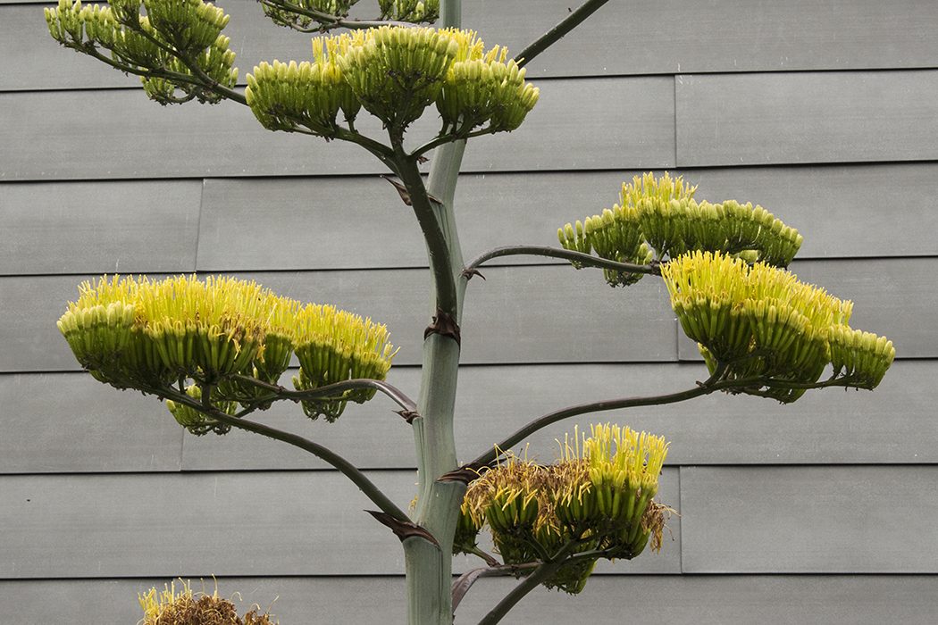 It's rare to see a century agave in full bloom, like this one on Travaros. (Photo by Emily Williams/Advocate Media)