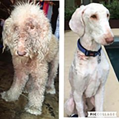 Side by side photos of Rufus with dirty, matted fur and after his shave.
