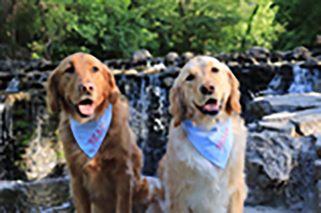 Two dogs in bandanas sit by waterfall.