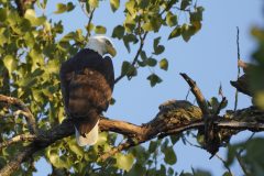 Eagles Nick and Nora’s eaglets are learning to leave the nest