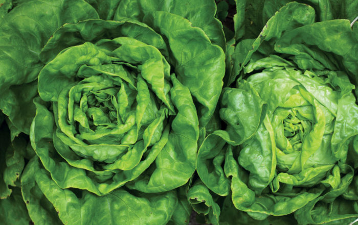 two heads of lettuce
