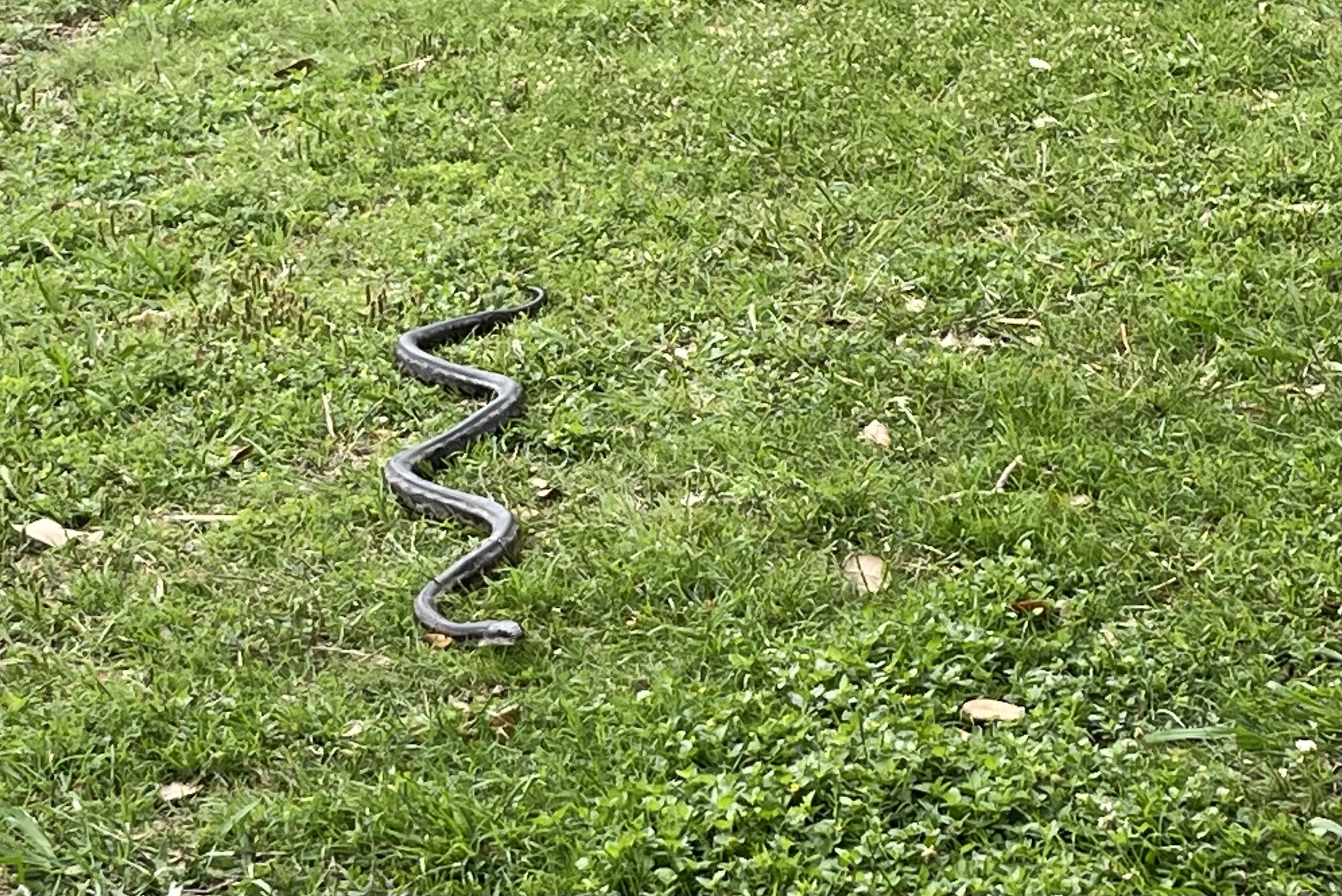 Snake slithering at White Rock Lake