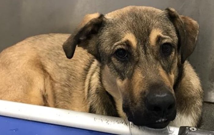 black and brown shepherd mix dog