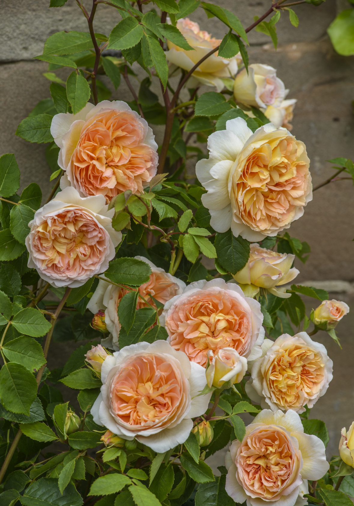 Roald Dahl Roses(apricot) are extremely robust and have a lovely fruity Tea scent. Named to mark the centenary of Roald Dahl’s birth. Image courtesy of David Austin Roses.