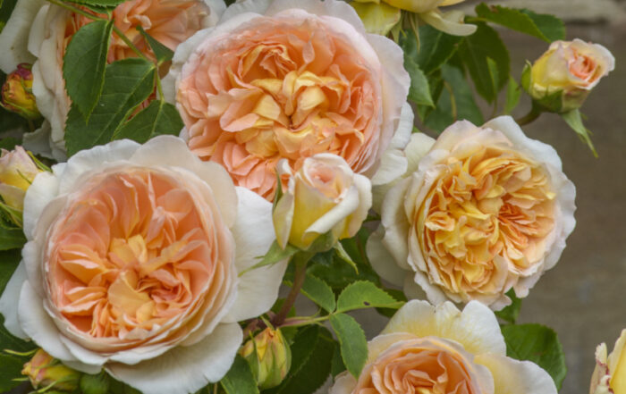 Featured on the Lakewood/East Dallas Advocate March 2022 cover: Roald Dahl Roses (apricot) are extremely robust and have a lovely fruity Tea scent. Named to mark the centenary of Roald Dahl’s birth. Image courtesy of David Austin Roses.