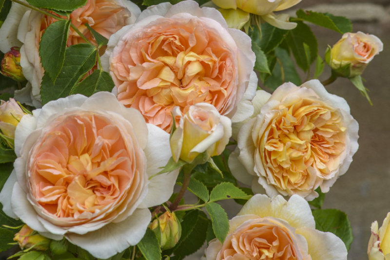 Featured on the Lakewood/East Dallas Advocate March 2022 cover: Roald Dahl Roses (apricot) are extremely robust and have a lovely fruity Tea scent. Named to mark the centenary of Roald Dahl’s birth. Image courtesy of David Austin Roses.