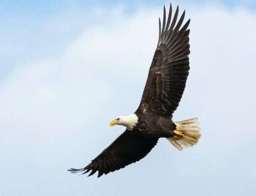 Spotted: Bald Eagles return to White Rock Lake