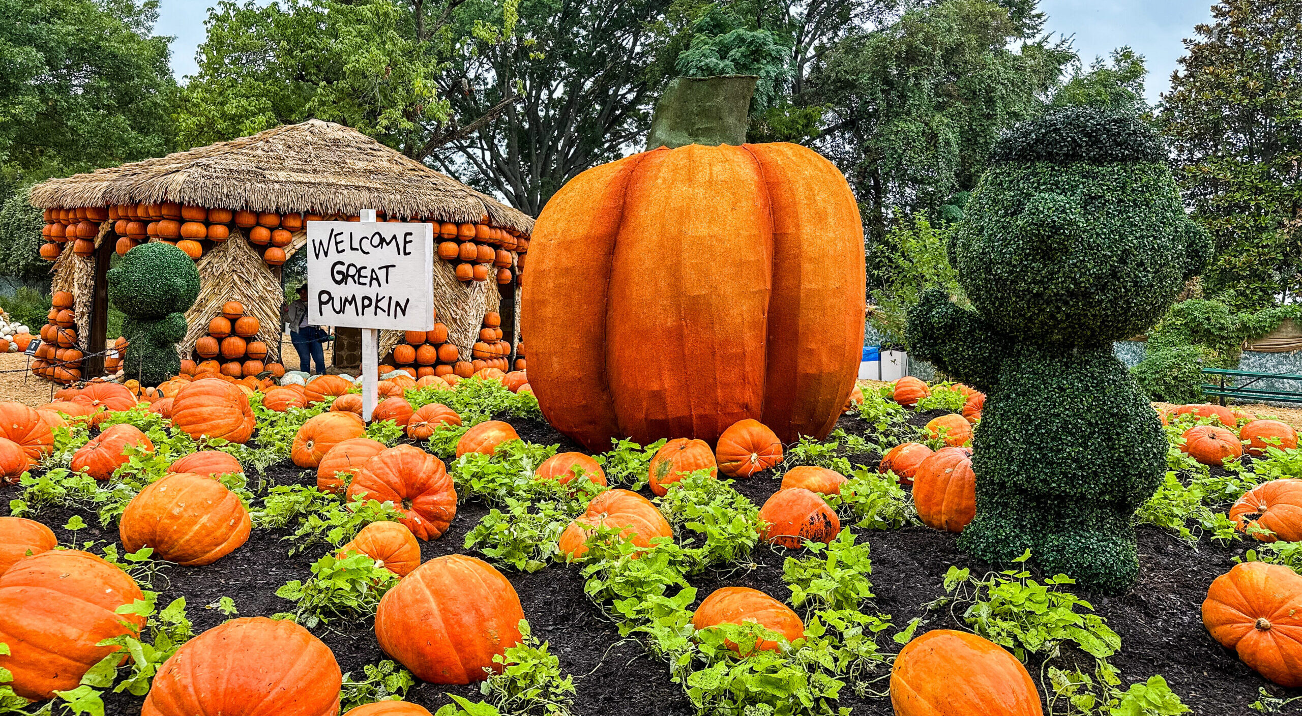 a-first-glimpse-at-autumn-at-the-arboretum-it-s-the-great-pumpkin