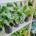 Lupita Rios' shop Pita’s Planters. Photography by Lauren Allen